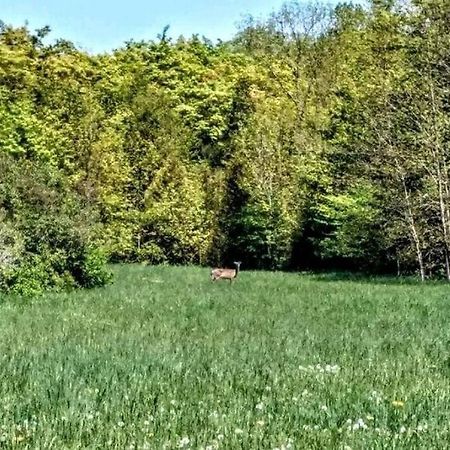 Family Friendly Cottage ☆Walking Distance To Beach Lions Head Zewnętrze zdjęcie